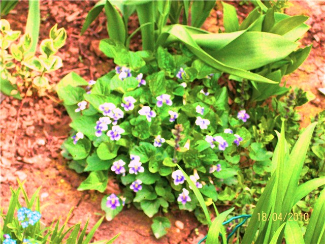 ljubičica -lat. viola odorata